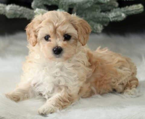 Joy Maltipoo1