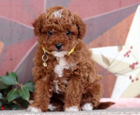 Julia Mini Poodle