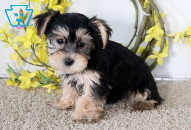 Juliet Yorkie image