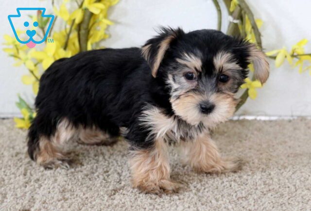 Juliet Yorkie2 image