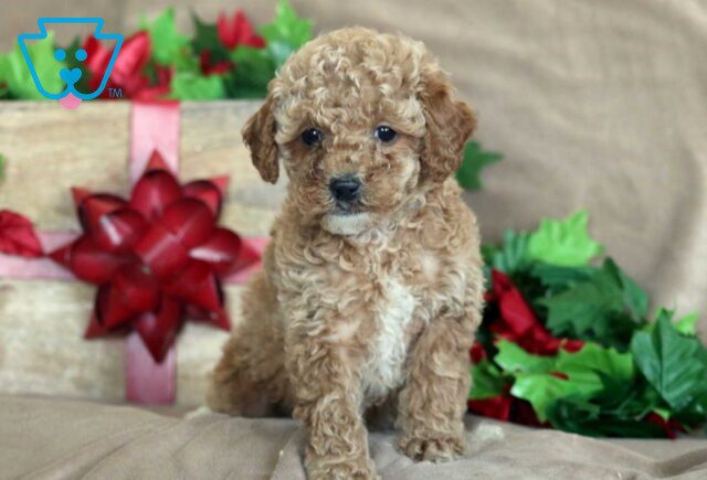Kendra Mini Poodle image