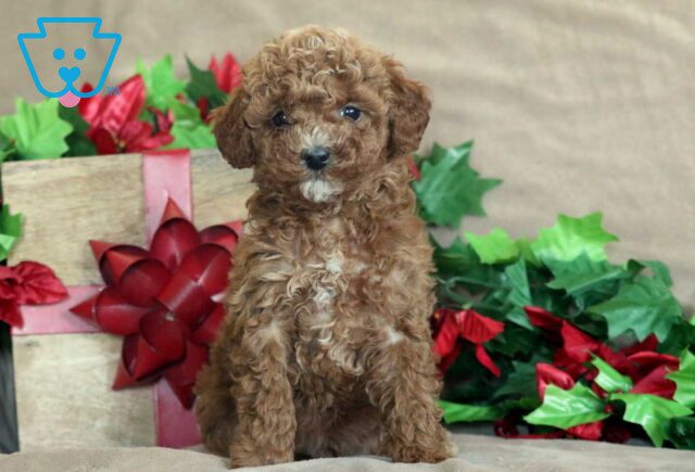 King Mini Poodle image