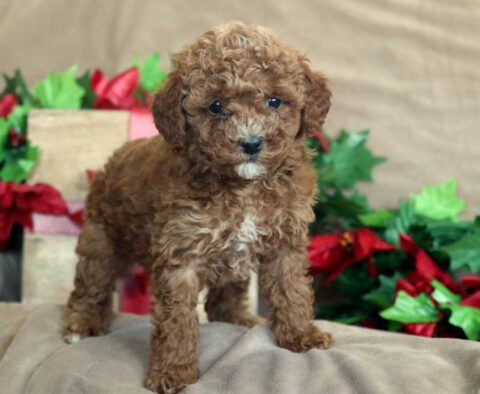 King Mini Poodle2