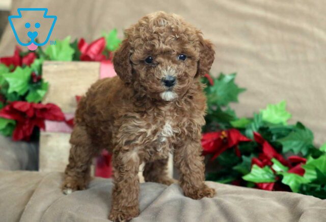 King Mini Poodle2 image