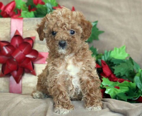 Kip Mini Poodle2