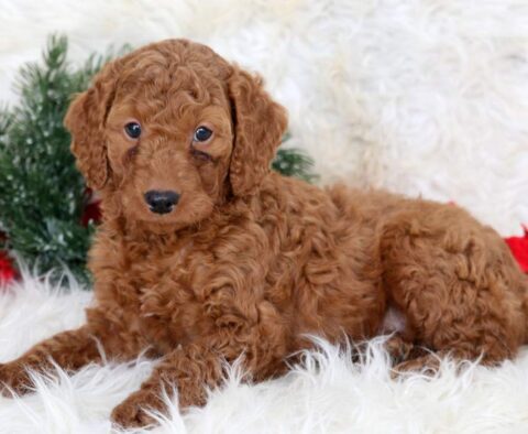 Lacey Mini Goldendoodle