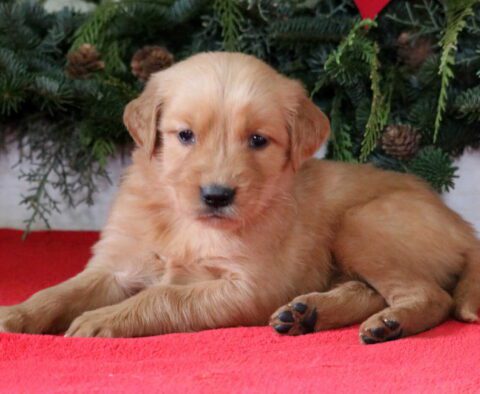 Lacy Golden2