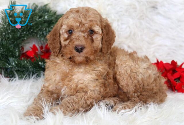 Landon Mini Goldendoodle2 image
