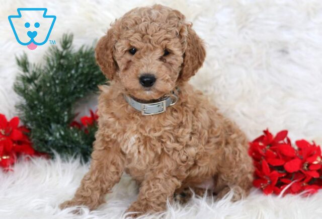 Leah Mini Goldendoodle image