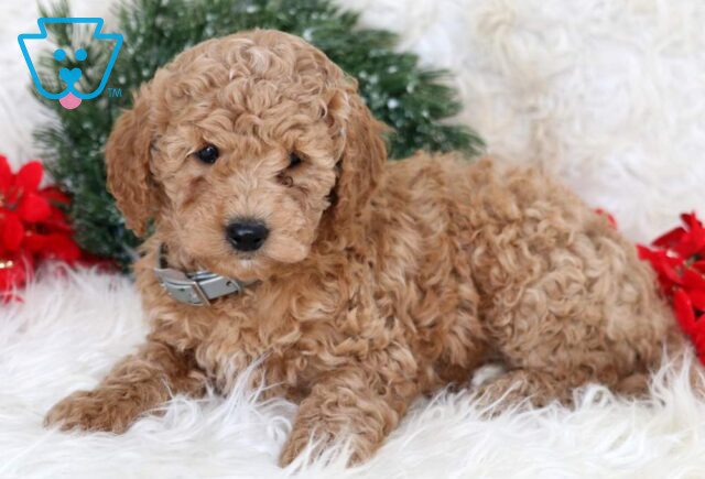 Leah Mini Goldendoodle2 image