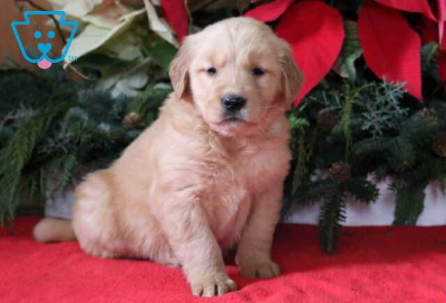 Lexi Golden image