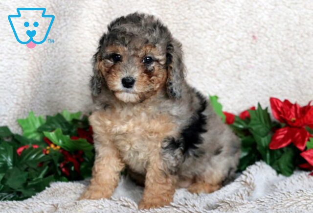Lilly Mini Poodle2 image