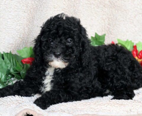 Louie Mini Poodle2