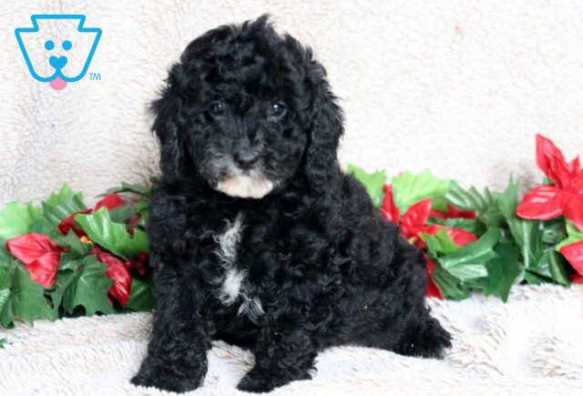 Lovey Mini Poodle image