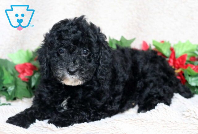 Lovey Mini Poodle2 image