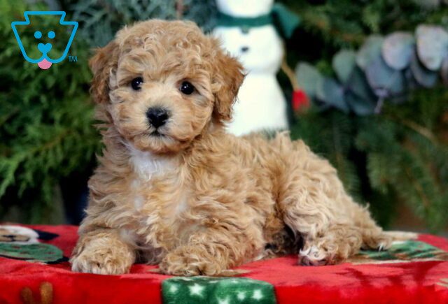 Lucy Bichpoo image