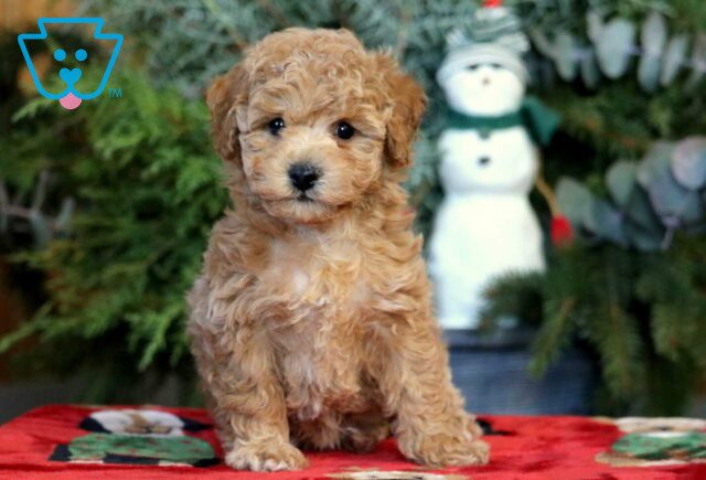 Lucy Bichpoo2 image