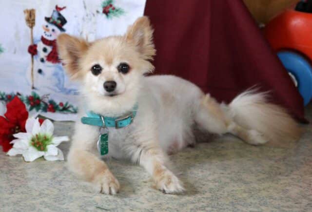 Lucy Pomeranian Daniel and Mary King image