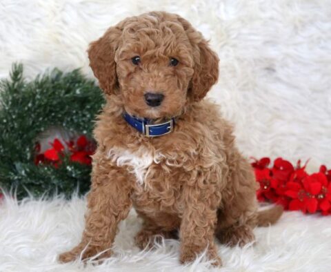 Luke Mini Goldendoodle