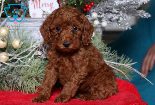 Mae Mini Poodle image