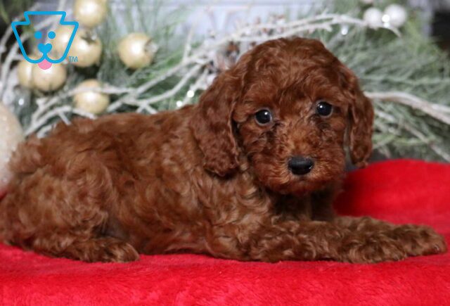 Mae Mini Poodle2 image