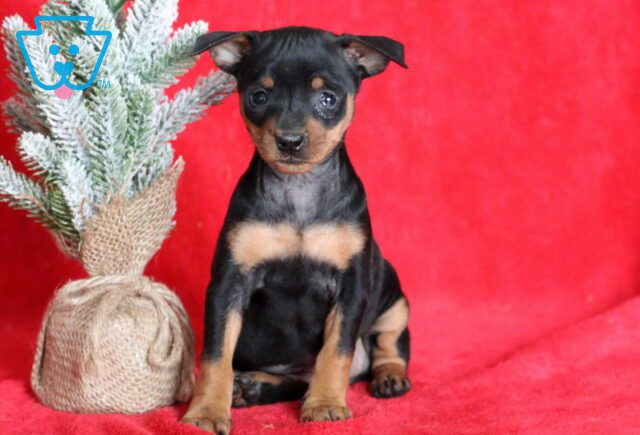Marlie Min Pin image