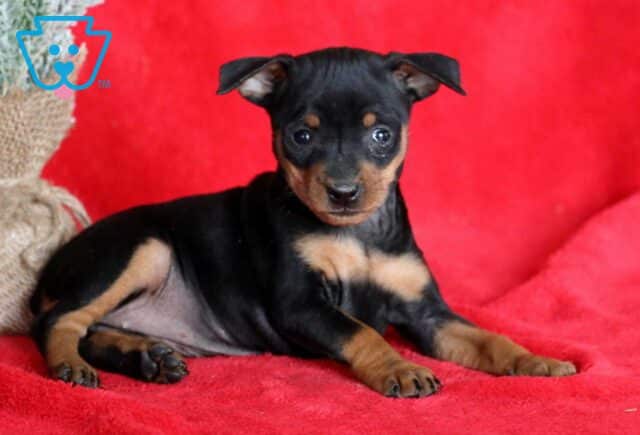 Marlie Min Pin2 image