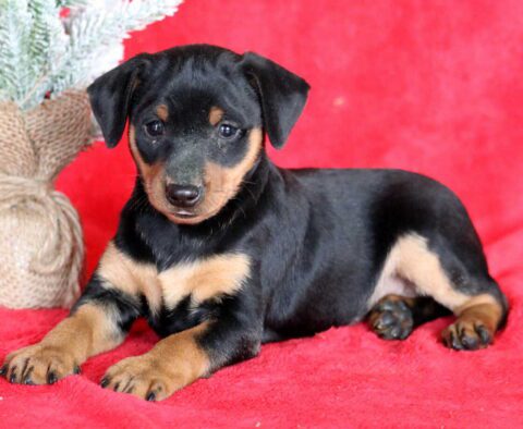 Mason Min Pin