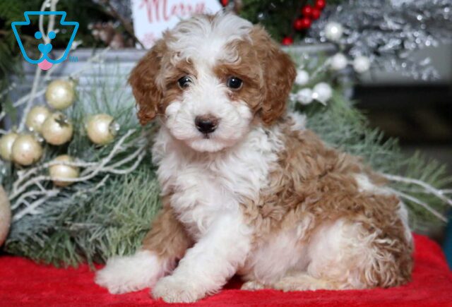 Melody Mini Poodle image