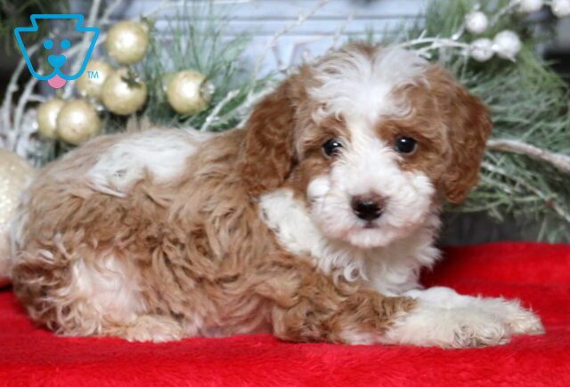 Melody Mini Poodle2 image