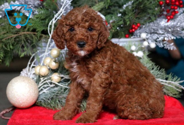Meryl Mini Poodle image