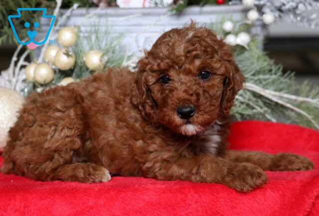 Meryl Mini Poodle2 image