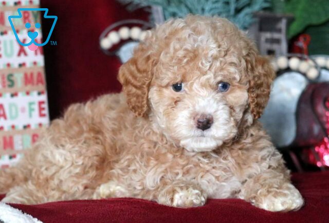 Mighty Mini Goldendoodle image
