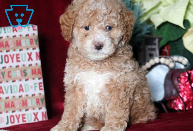 Mighty Mini Goldendoodle2 image