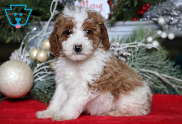 Mike Mini Poodle image