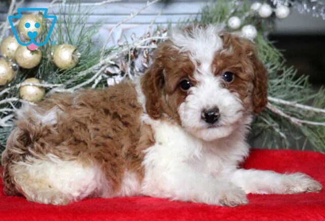 Mike Mini Poodle2 image