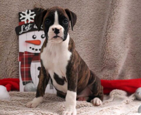 Minnie Boxer