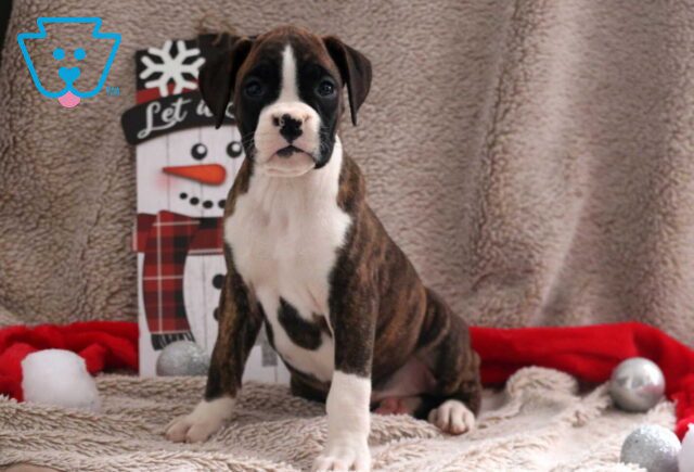 Minnie Boxer image