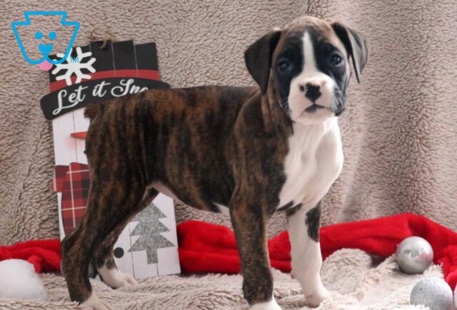 Minnie Boxer2 image