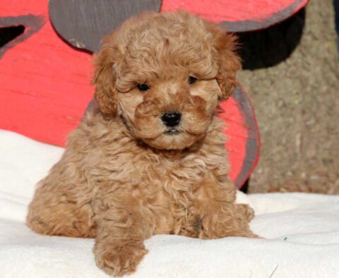 Moe Cockapoo3