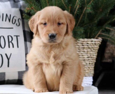 Muffin Golden