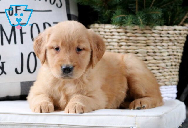 Muffin Golden2 image