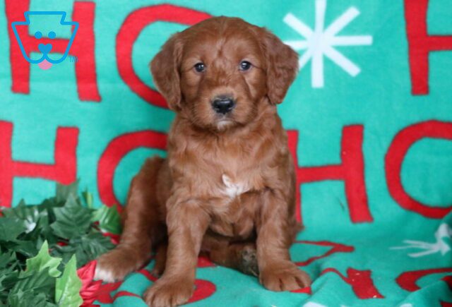 Navy Goldendoodle image