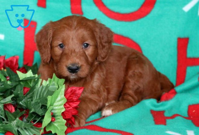 Navy Goldendoodle2 image