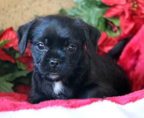 Nemo Poodle Mix