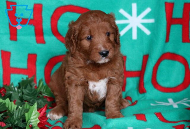 Ninja Goldendoodle image