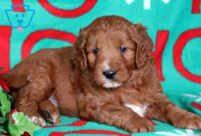 Ninja Goldendoodle2 image