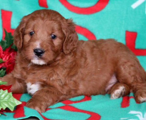 Ninja Goldendoodle3
