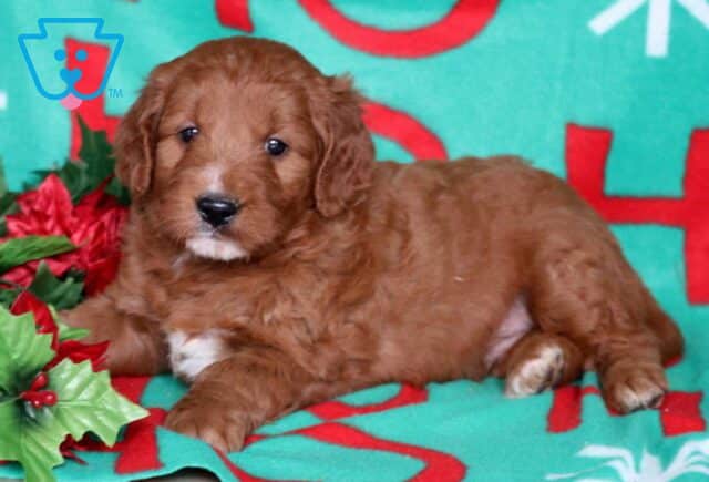 Ninja Goldendoodle3 image
