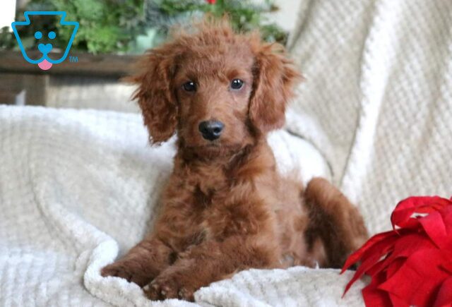 North Mini Goldendoodle2 image